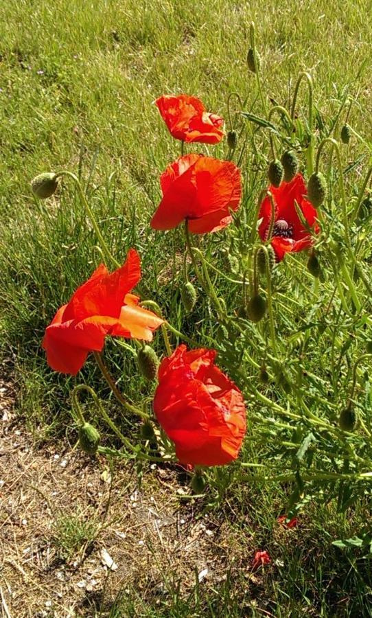 Jugendtours-Feriendorf Ummanz Dış mekan fotoğraf